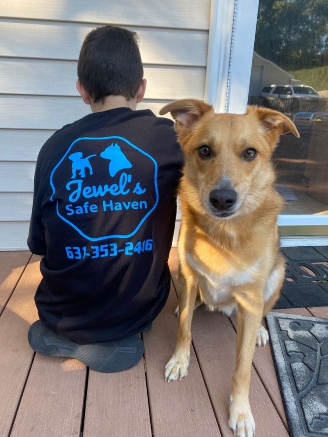 Safe haven animal store rescue long island