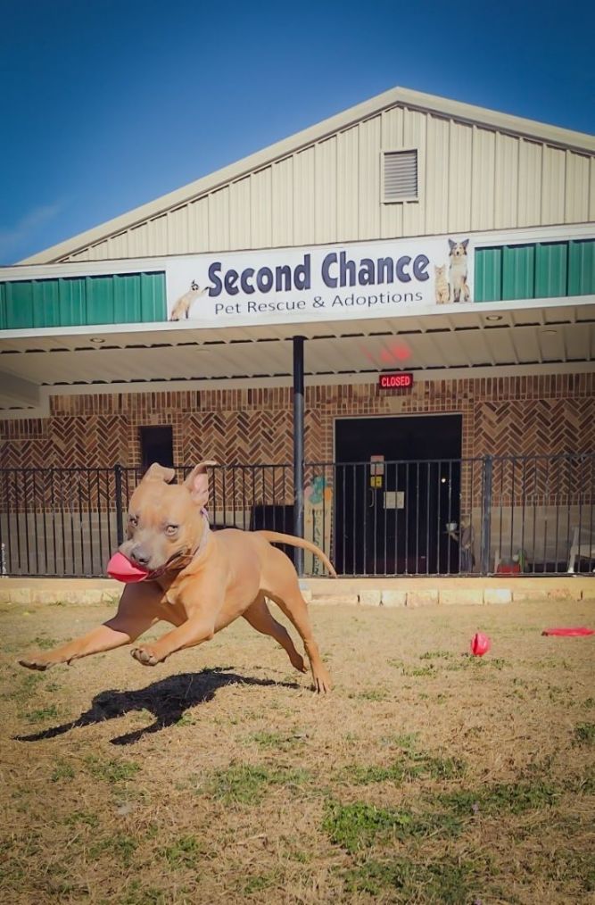 Second Chance Dog Rescue Mansfield (SCDR)