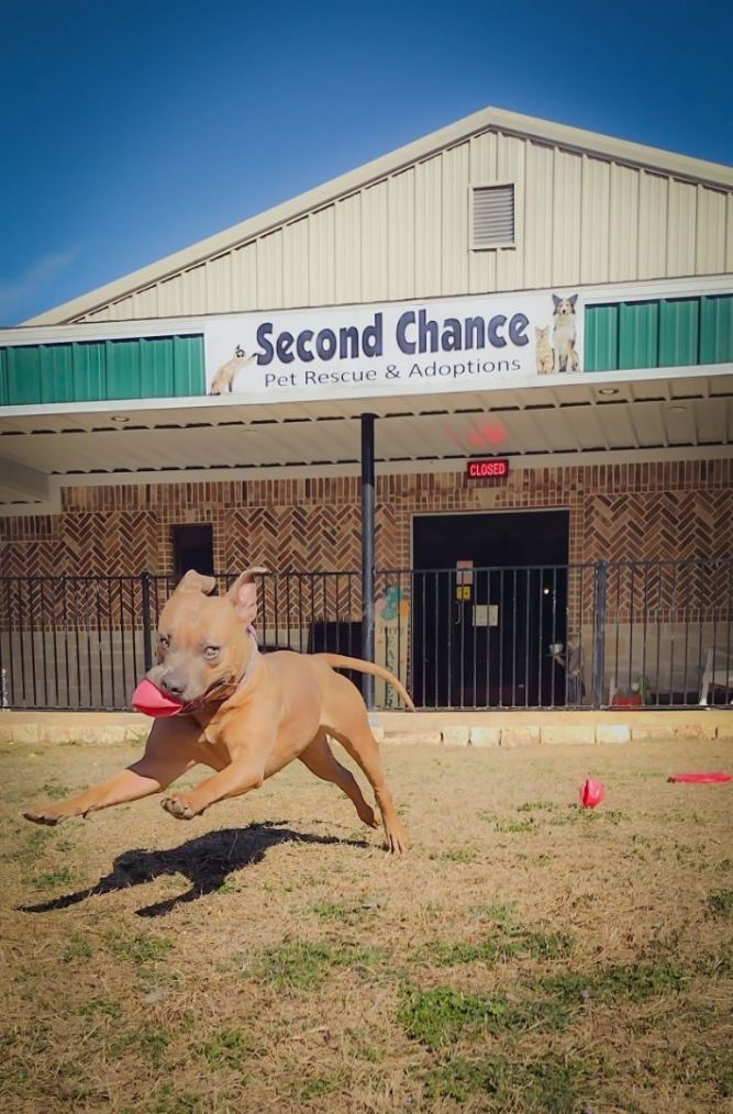 Mansfield hot sale dog pound