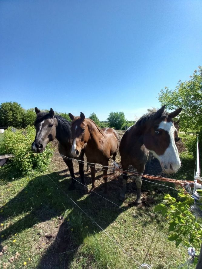 GRG Ranch Horse Rescue & Sanctuary