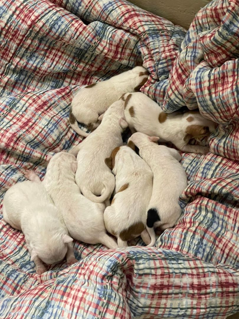 Puppy Paws Dog Rescue