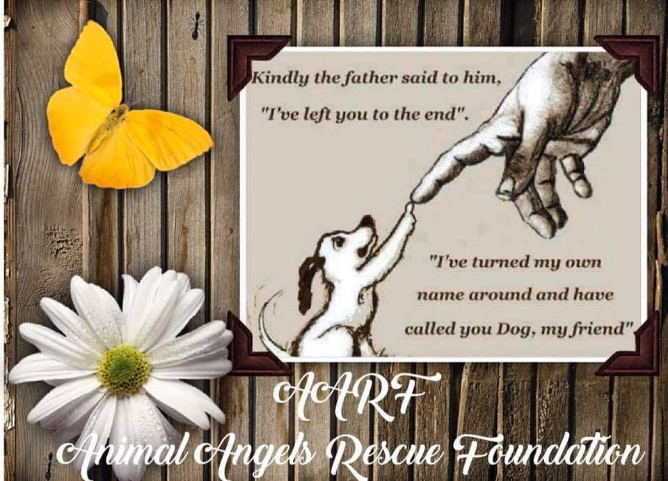 AARF - Animal Angels Rescue Foundation