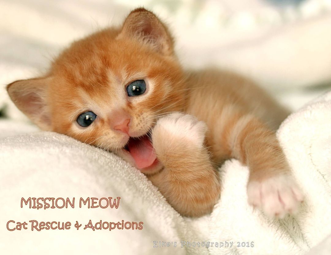 Mission Meow Cat Rescue and Adoptions, INC.