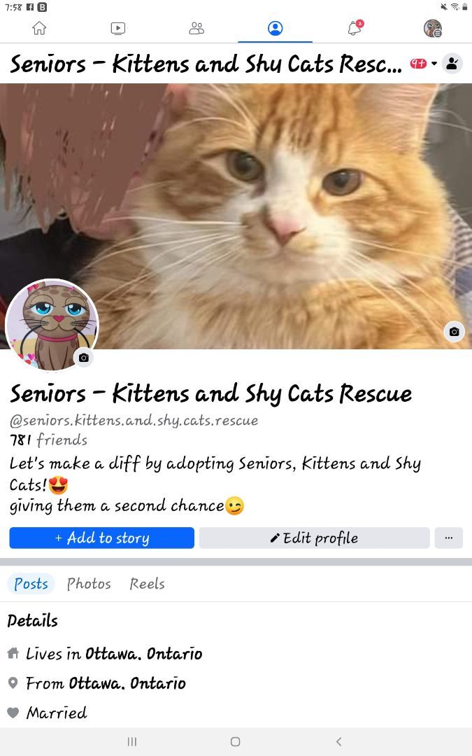 Seniors, Kittens and Shy Cats Rescue