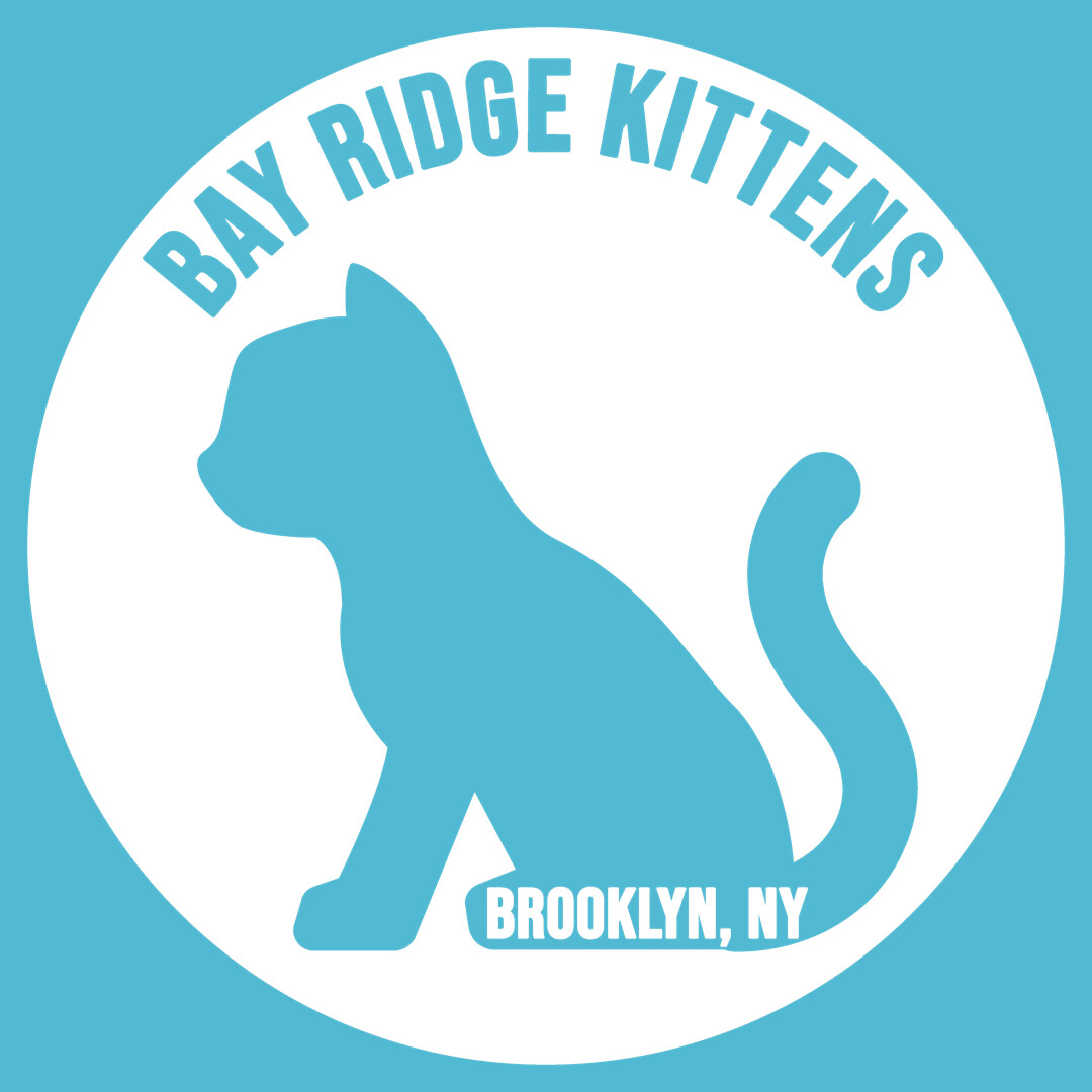 Pets for Adoption at Bay Ridge Kittens in Brooklyn NY Petfinder