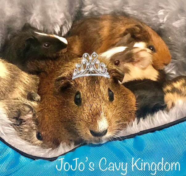 JoJo's Cavy Kingdom