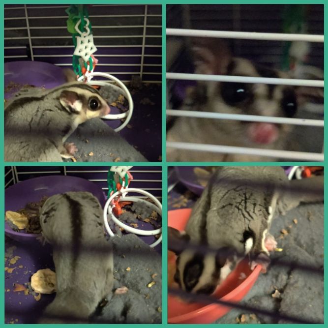 Dooks Of Earl Ferret Sanctuary Inc