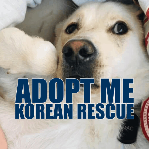 Adopt Korean Rescue