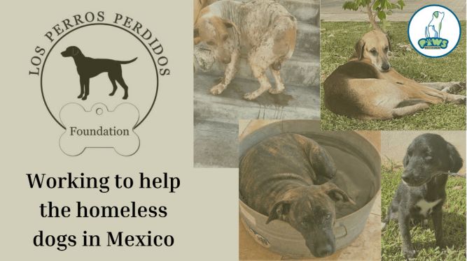 Los Perros Perdidos Foundation