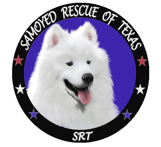 Samoyed rehome 2024