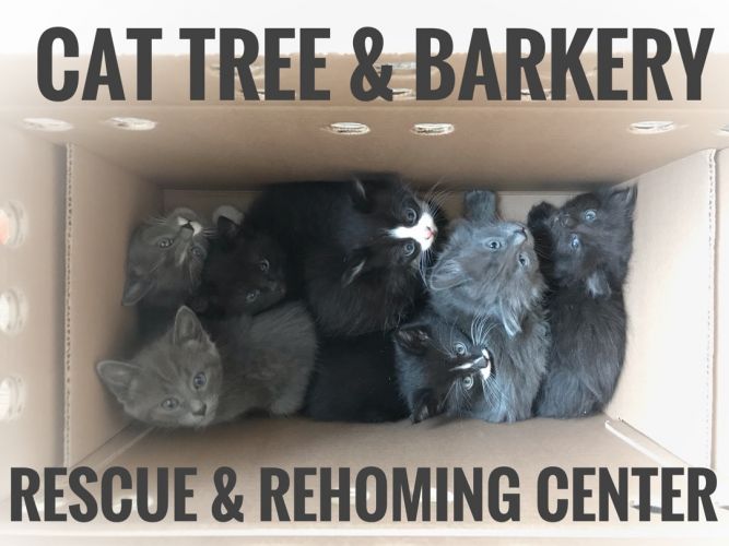 Cat Tree and Barkery Rescue