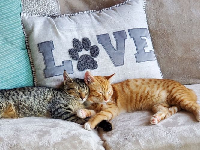 Ms. Kitty’s Animal Sanctuary