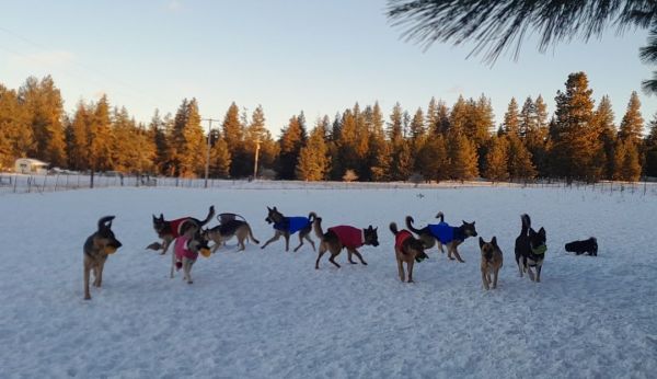 Goldendale Shepherd Sanctuary