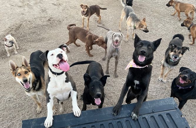 Your Love Unleashed Dog Rescue