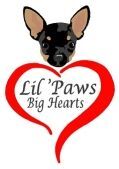 Lil' Paws, Big Hearts Chihuahua Rescue