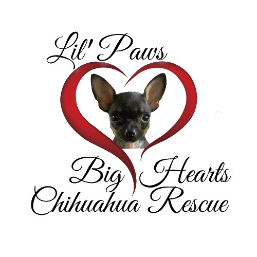 Lil' Paws, Big Hearts Chihuahua Rescue
