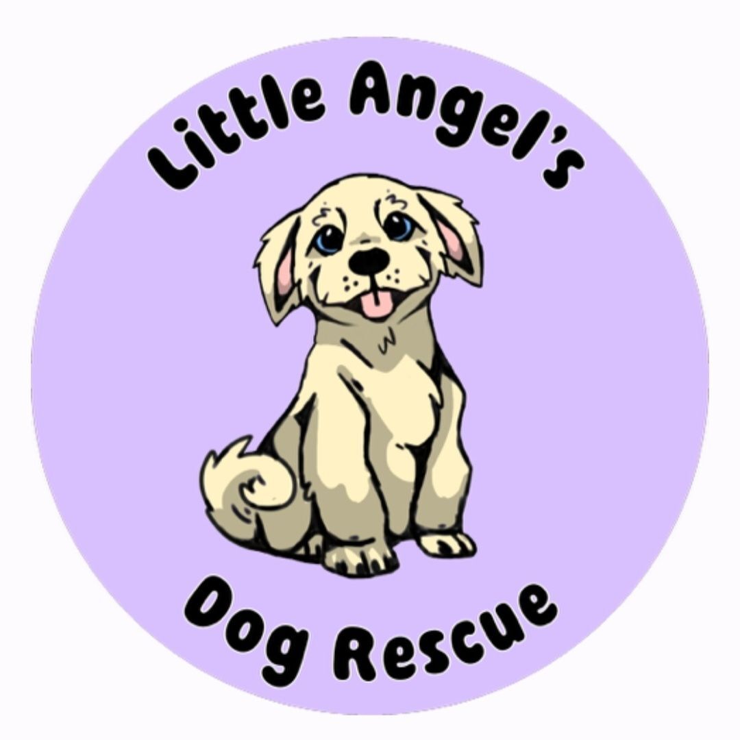 Angels small paws hot sale dogs for adoption