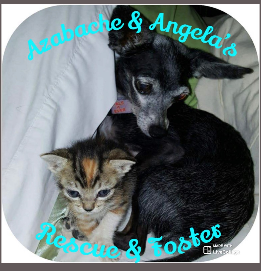 Azabache & Angela’s Rescue & Foster