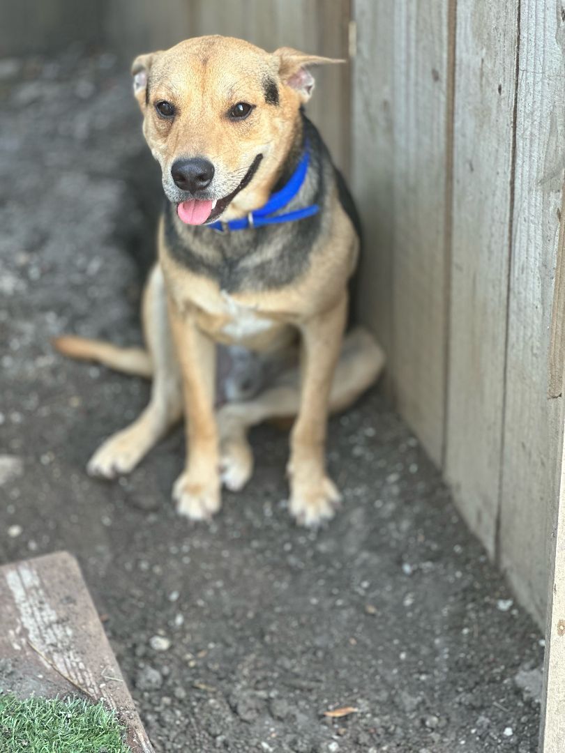 Sunnyside Street Dogs