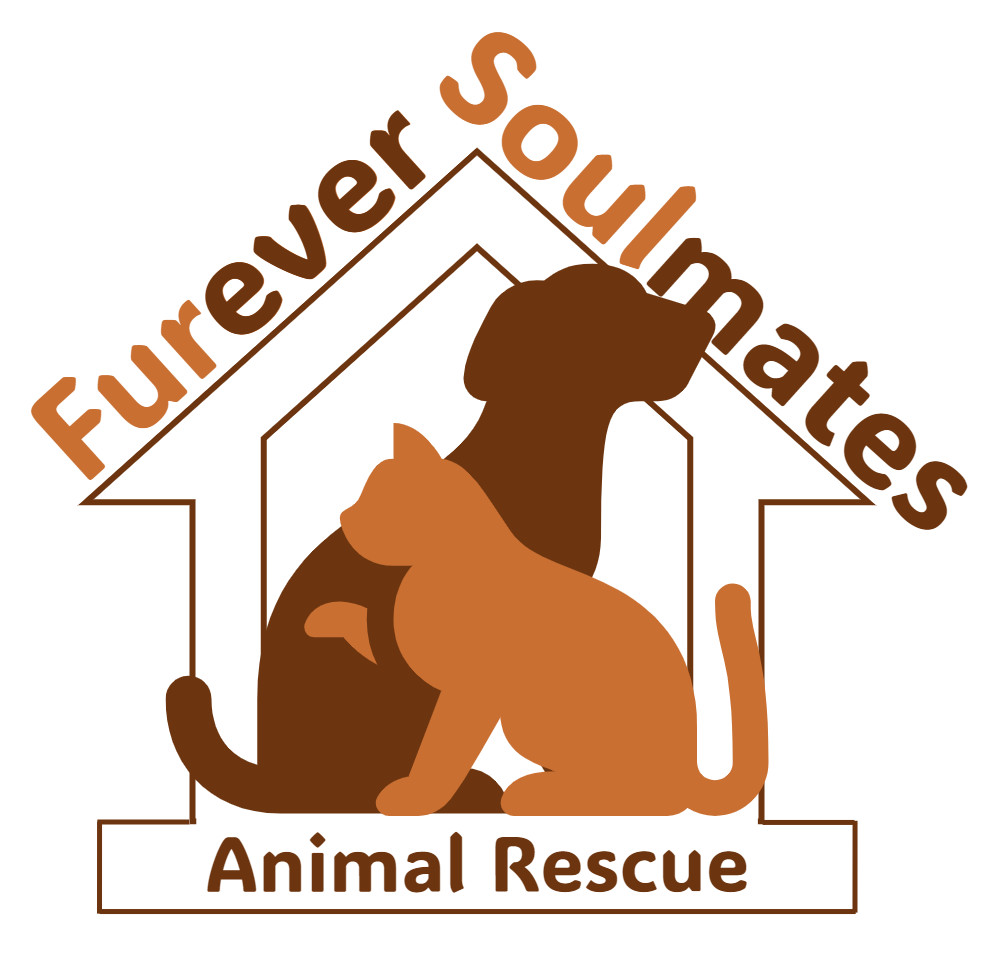 Pets for Adoption at Furever Soulmates Animal Rescue, in North York, ON ...