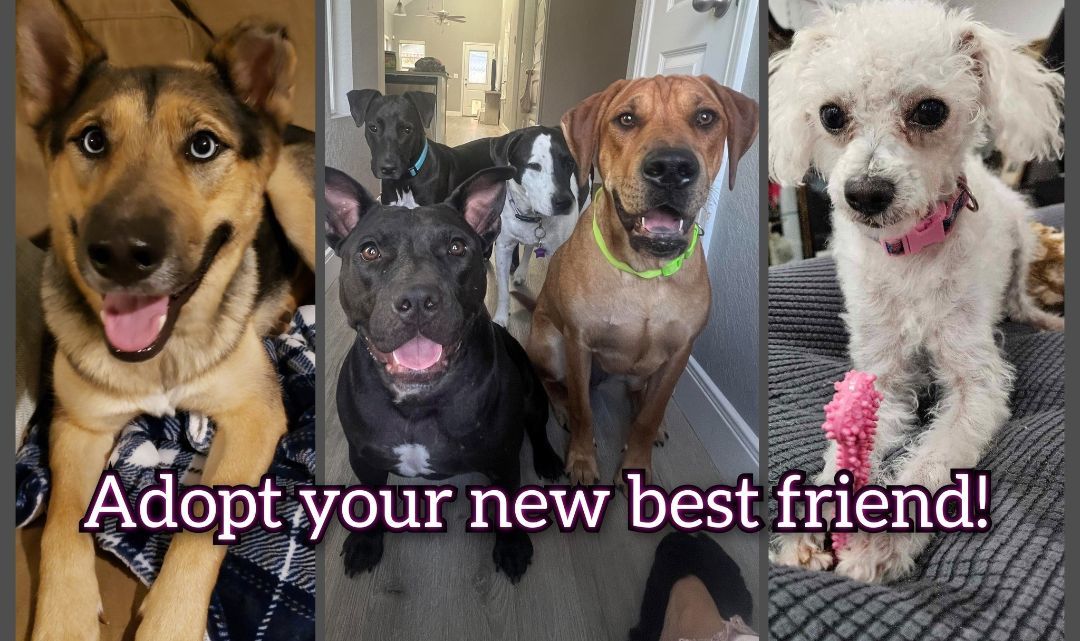 Friends Fur Life