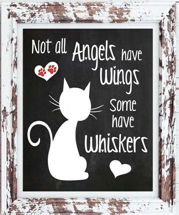 Candi Springs Rescue