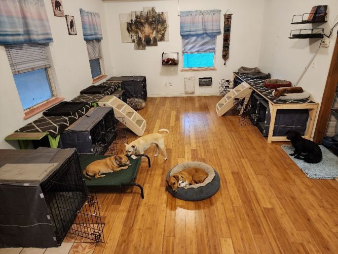 K9 Rescue and Sanctuary Inc