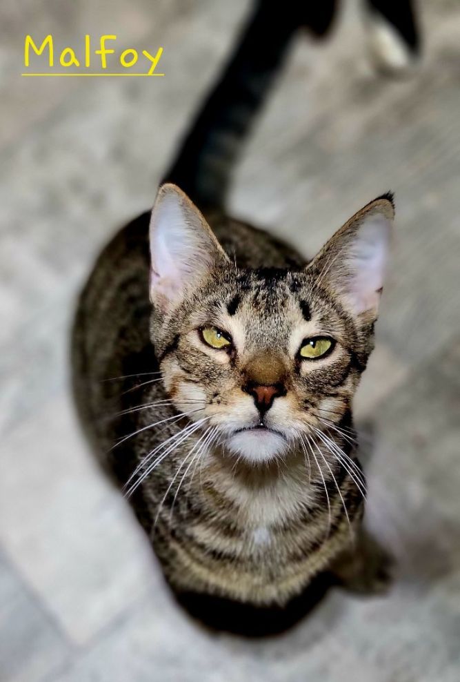 Paxton Feline Rescue