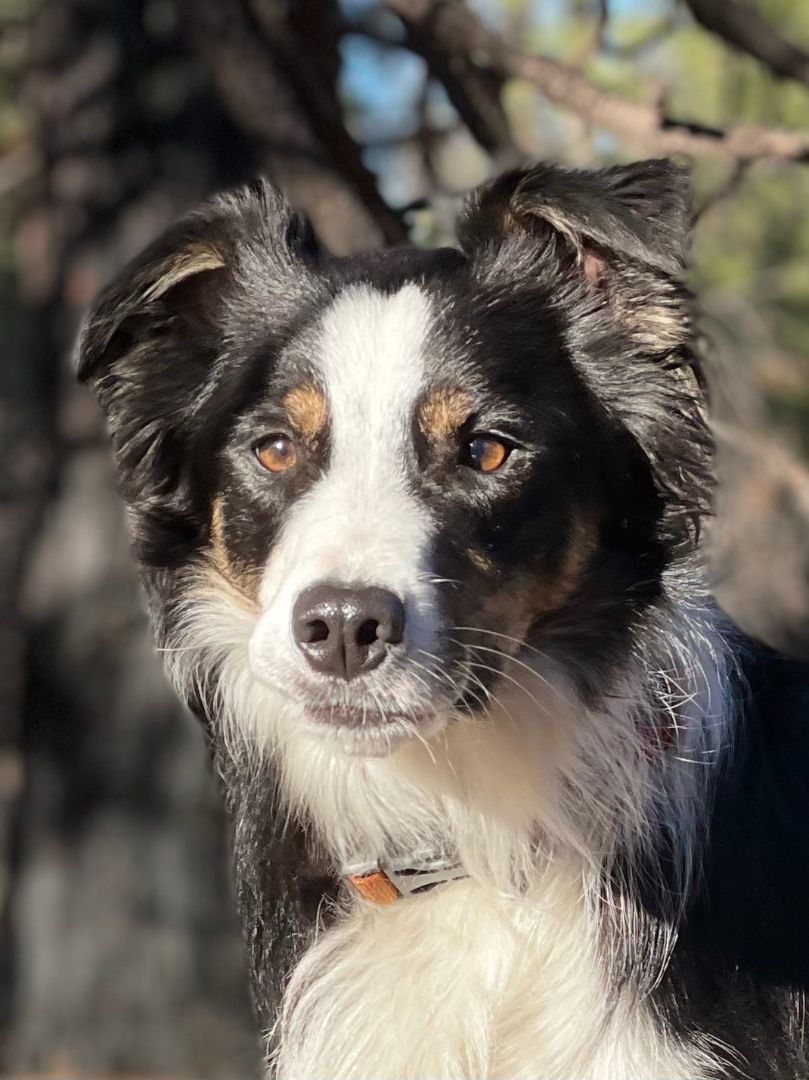 Herding Dog Rescue of Central Oregon