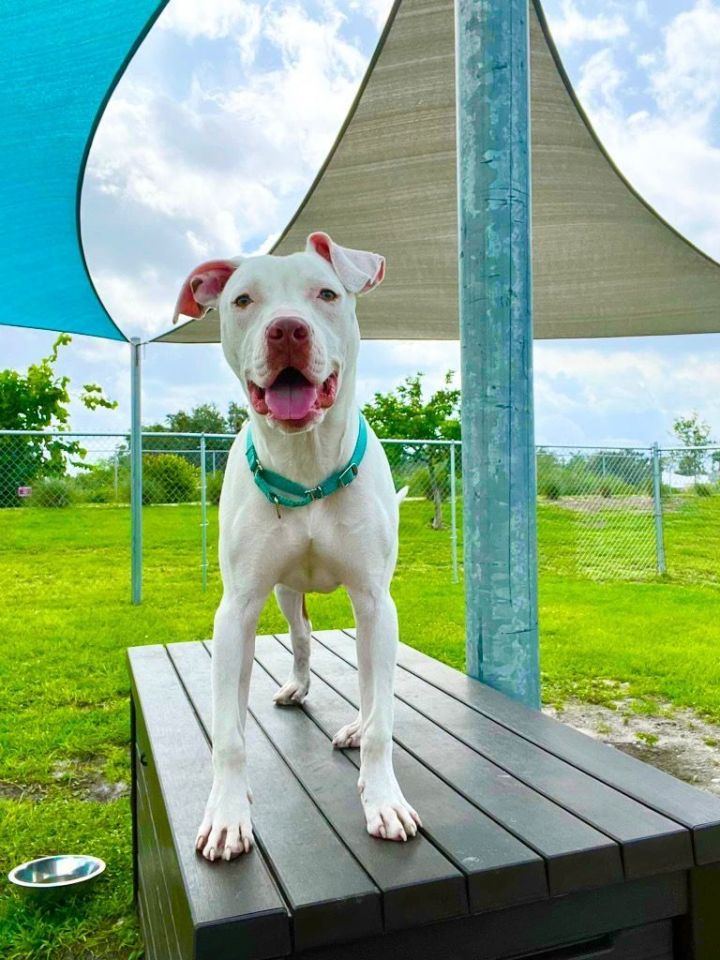Pets for Adoption at Cape Coral Animal Shelter, in Cape Coral, FL |  Petfinder