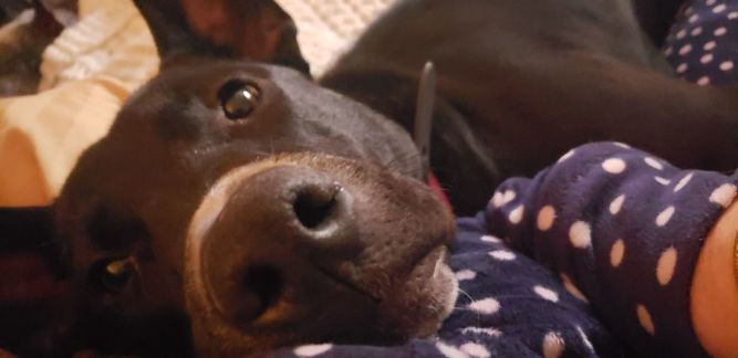 Columbia Basin Pet Rescue