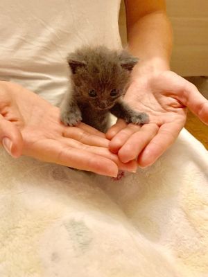 Angelina’s Rescues
