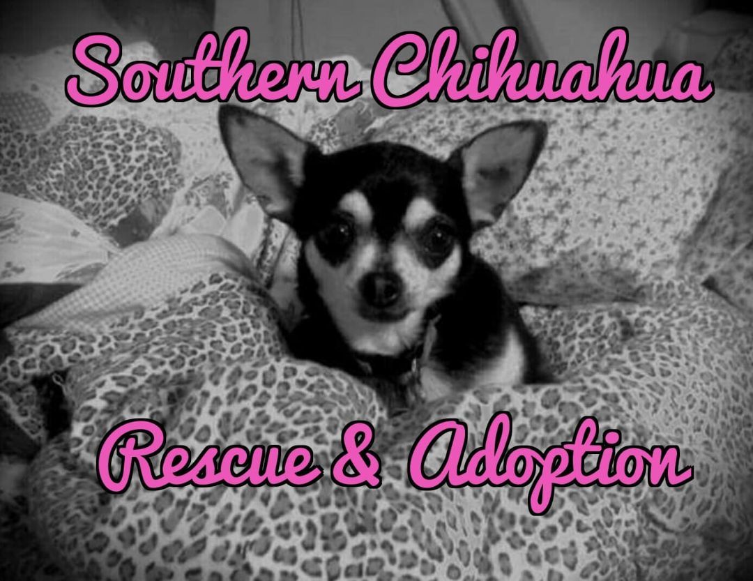 Southern chihuahua rescue cheap and adoption