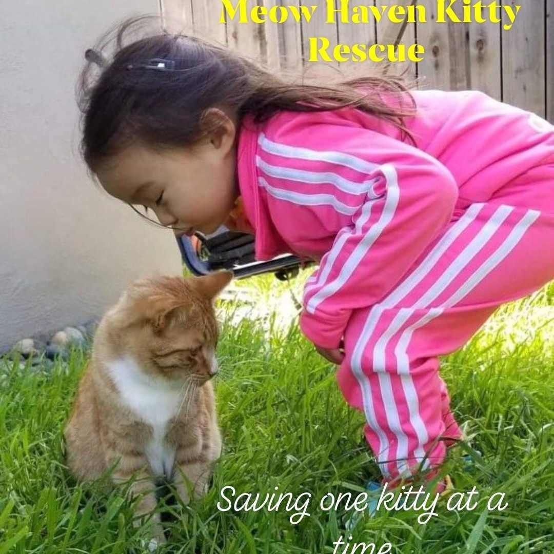 Kitty best sale haven rescue