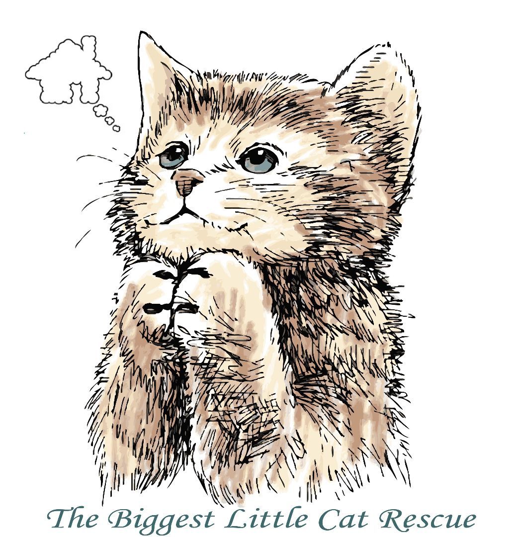 The Biggest Little Cat Rescue