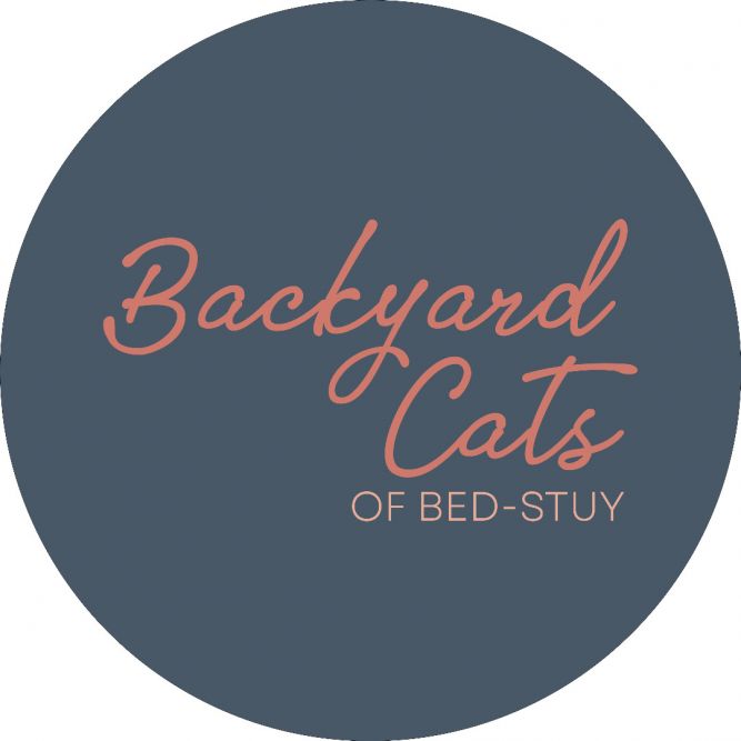Backyard Cats of Bed-Stuy