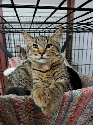 Aiding Area Animals