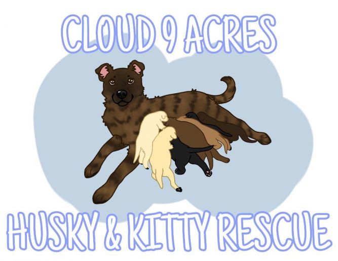 Cloud 9 Acres Husky & Kitty Rescue