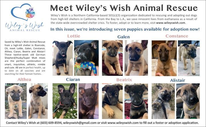 Wiley's Wish Rescue