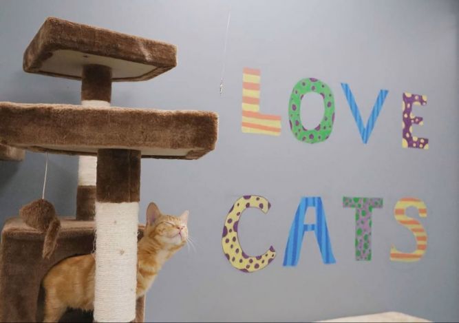 The Catio Cat Lounge, Inc.