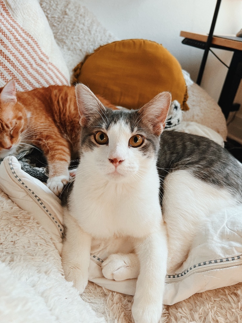 Paws & Purrs Rescue