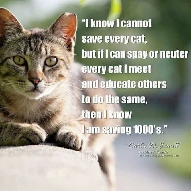 More than a Feline Cat Rescue