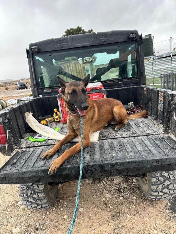 Working Dogs of Nevada