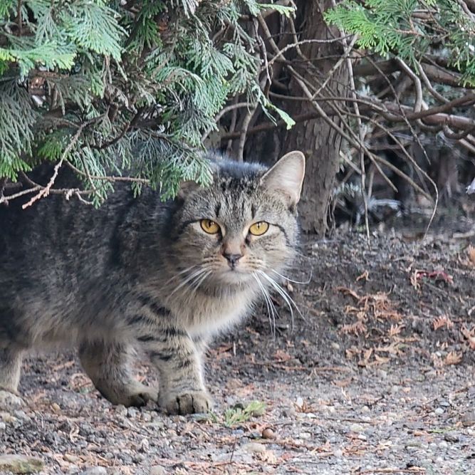 Carroll Street Cat Club