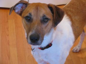 Nicholas, an adoptable Hound in Chicago, IL, 60630 | Photo Image 2