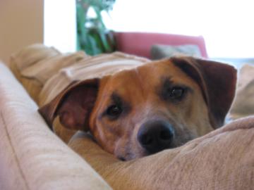 Nicholas, an adoptable Hound in Chicago, IL_image-1