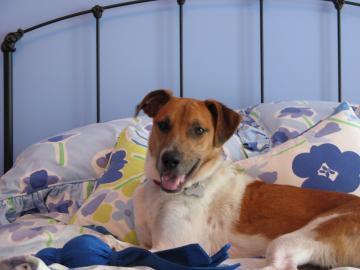 Nicholas, an adoptable Hound in Chicago, IL, 60630 | Photo Image 3