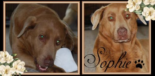Sophie, an adopted Chesapeake Bay Retriever & Labrador Retriever Mix in Pittsburg, KS_image-1