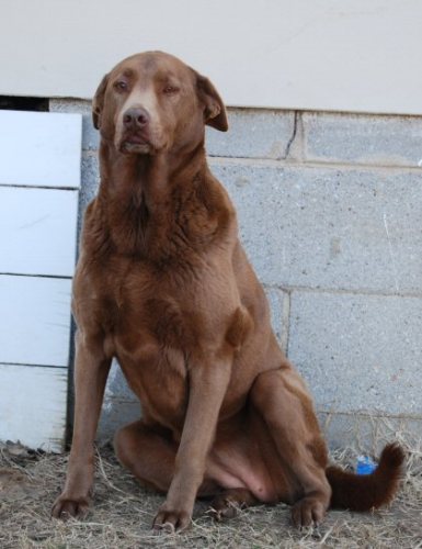 Sophie, an adopted Chesapeake Bay Retriever & Labrador Retriever Mix in Pittsburg, KS_image-3