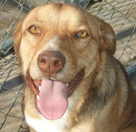 Emerald, an adoptable Labrador Retriever, Vizsla in Floresville, TX, 78114 | Photo Image 1